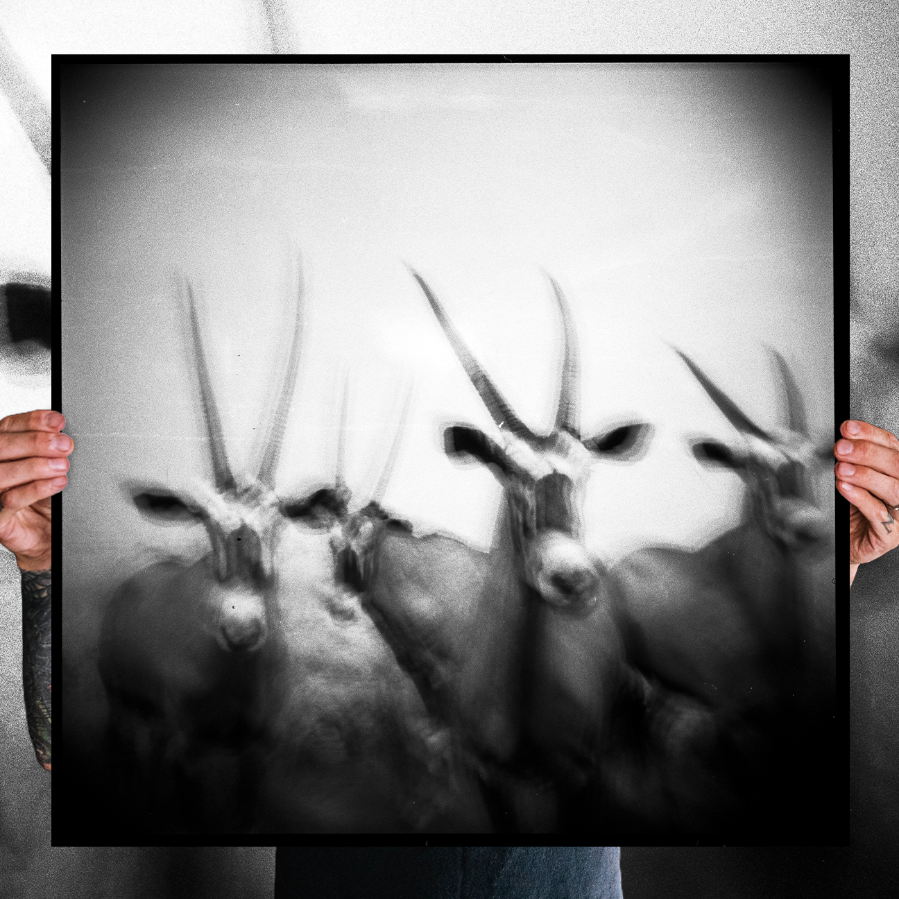 Reid Haithcock "Bones: 2" Giclee Print