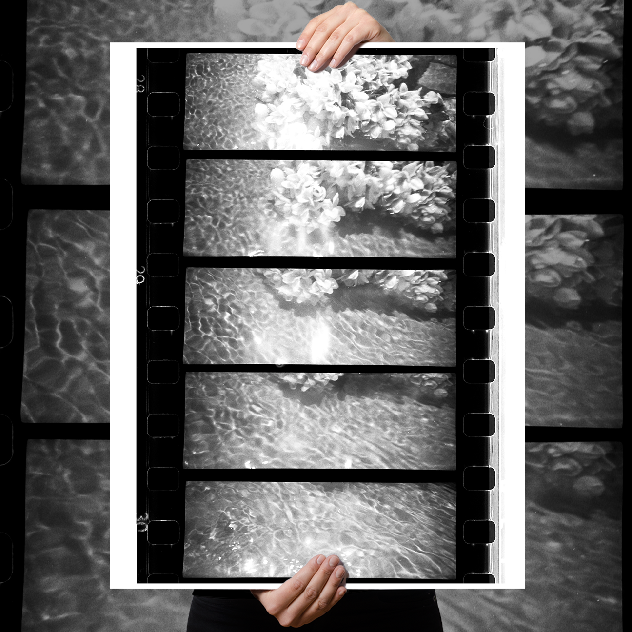 Reid Haithcock "Shrinking Violet 1" Giclee Print