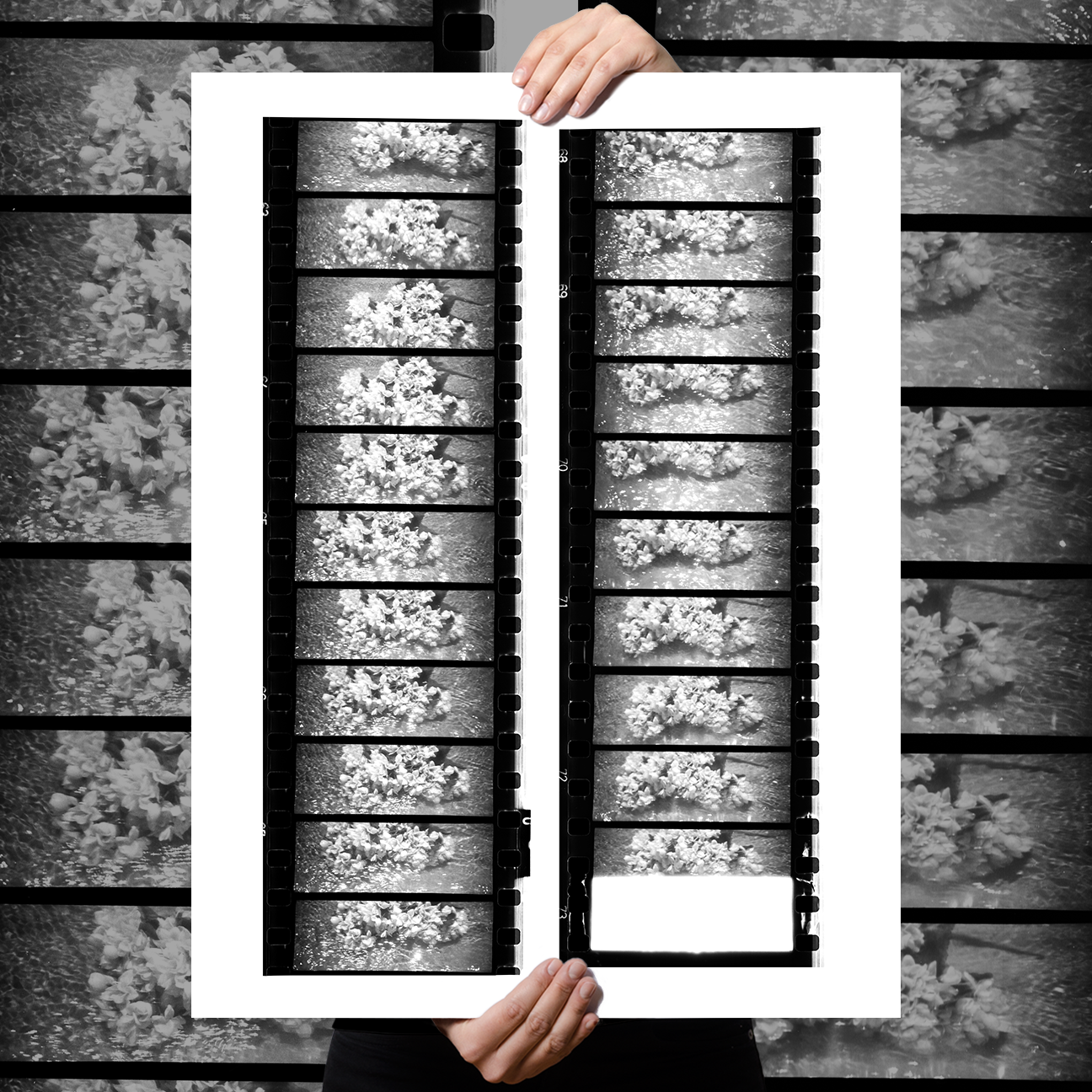 Reid Haithcock "Shrinking Violet 2" Giclee Print