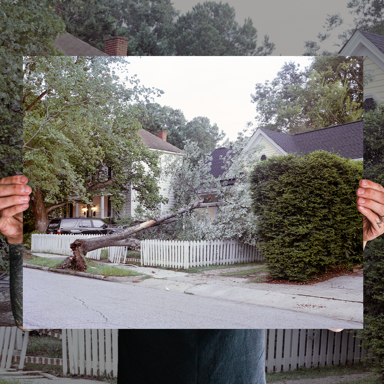 Reid Haithcock "Continual Disaster: Tree Gives In" Giclee Print